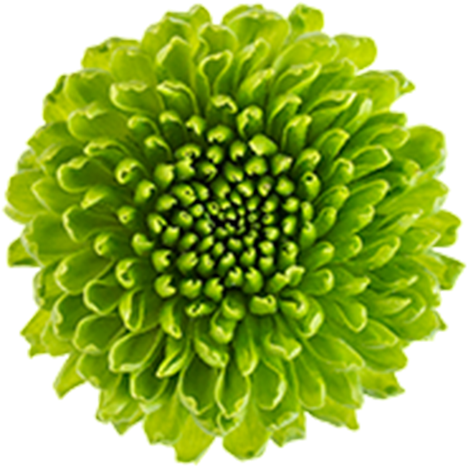 Vibrant Green Flower Bloom