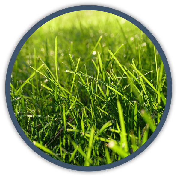 Vibrant Green Grass Circle