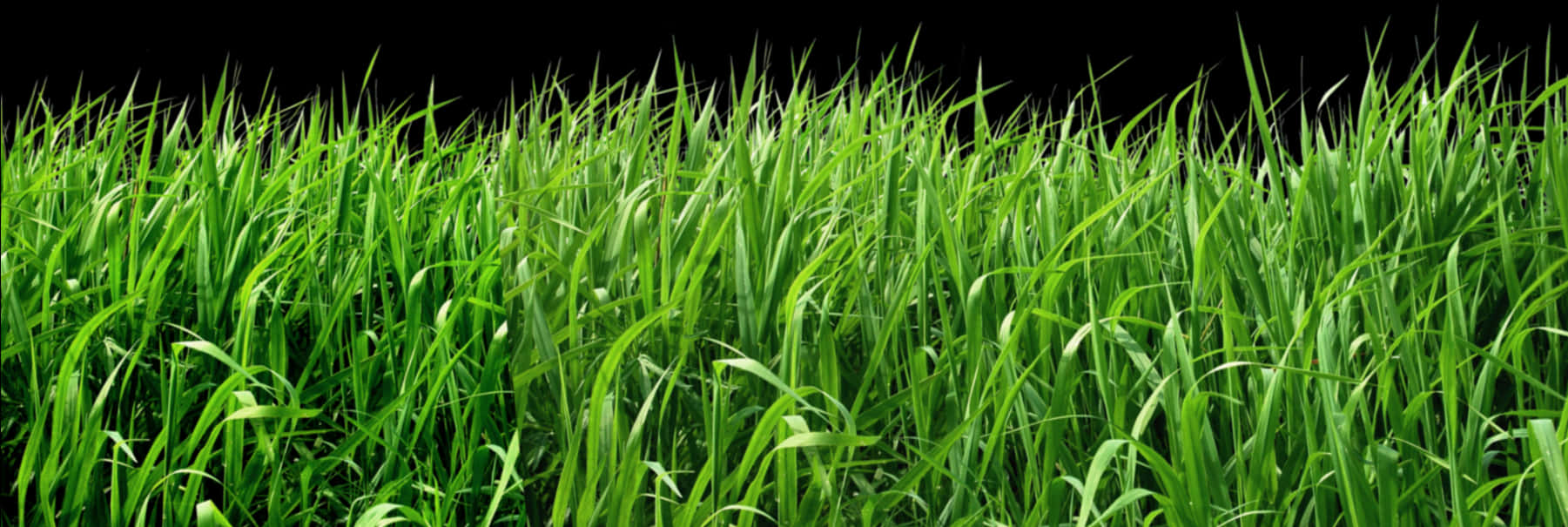 Vibrant Green Grass Texture