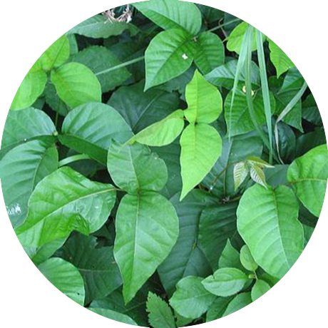 Vibrant Green Ivy Leaves Circle Frame