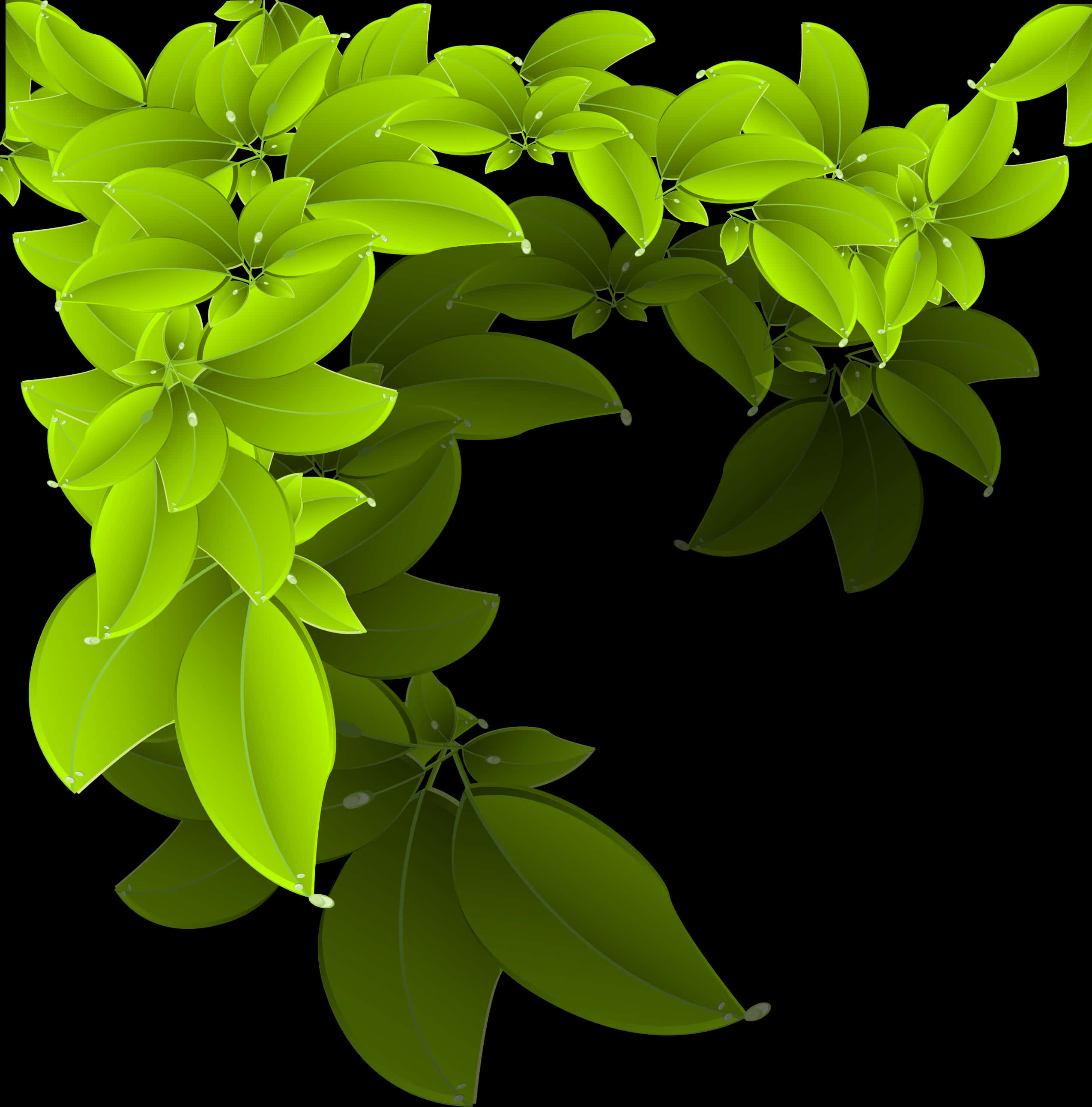 Vibrant Green Leaves Black Background