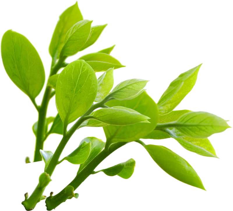 Vibrant Green Leaves Branch.png