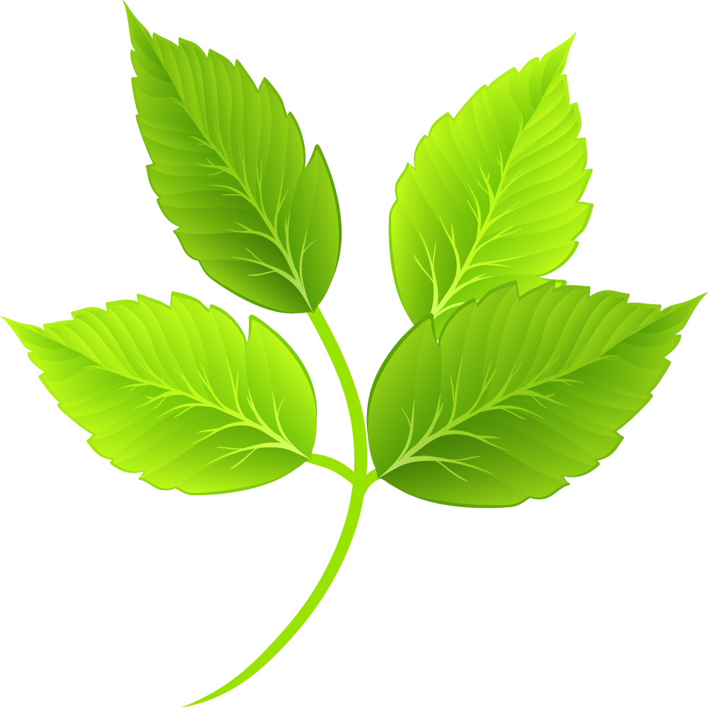 Vibrant Green Leaves Illustration