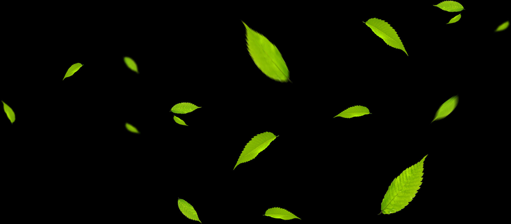 Vibrant Green Leaveson Black Background.jpg