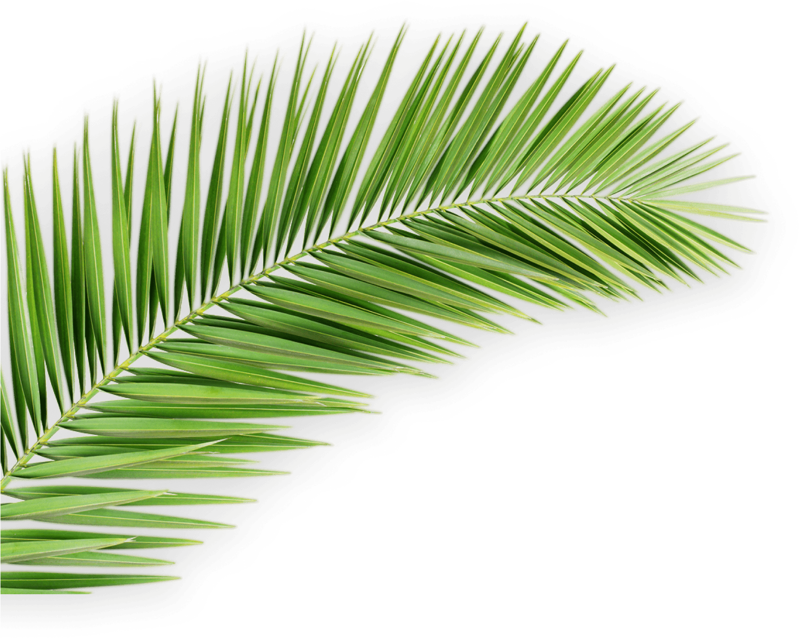 Vibrant Green Palm Leaf