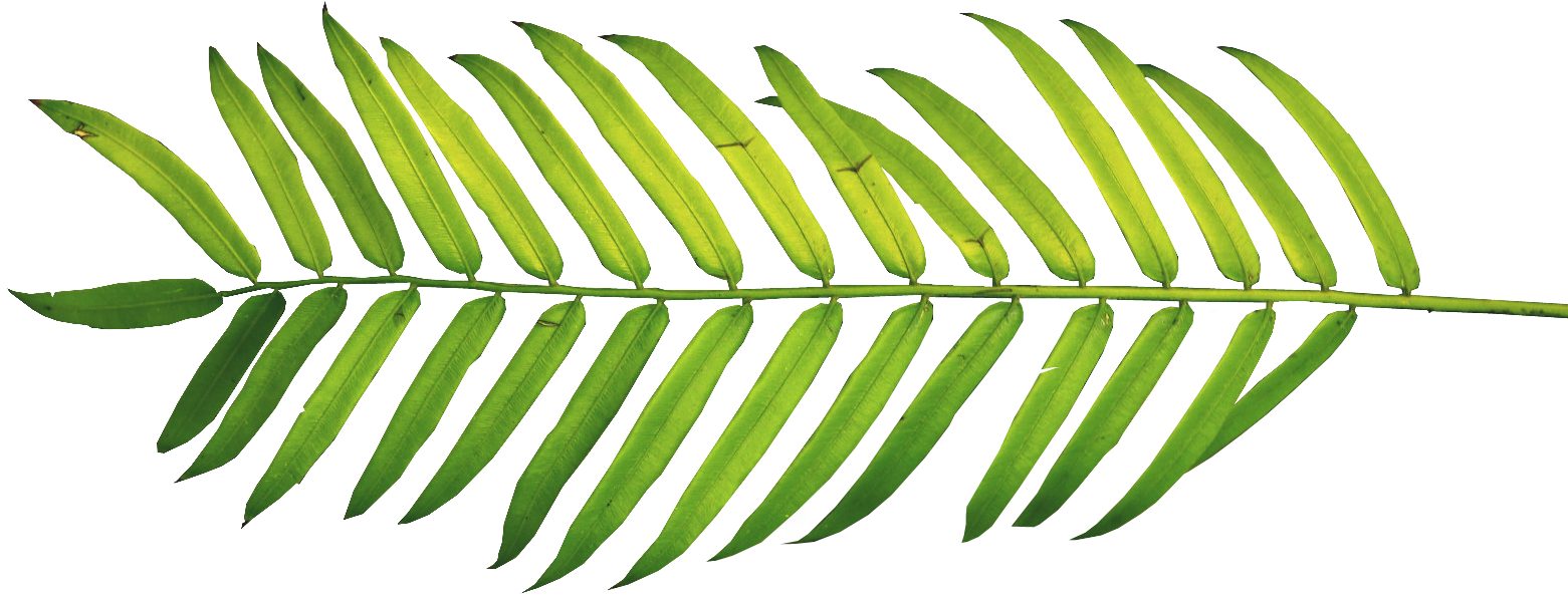 Vibrant Green Palm Leaf