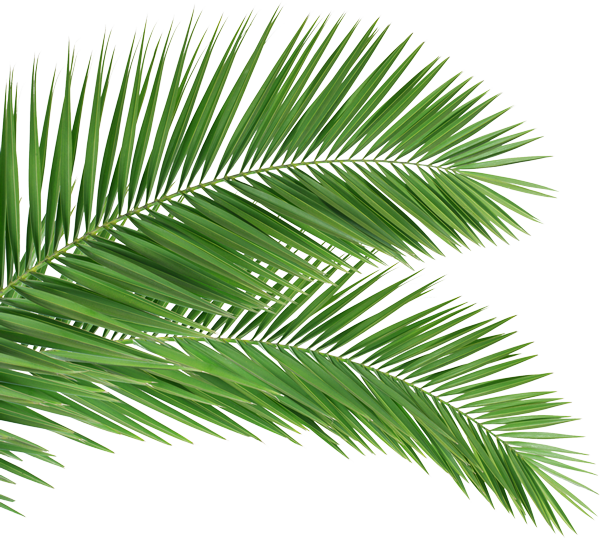 Vibrant Green Palm Leaves