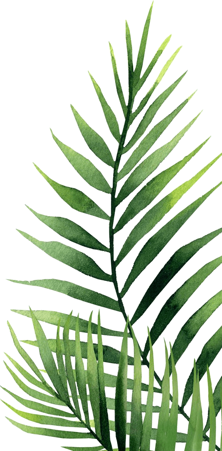 Vibrant Green Palm Leaves