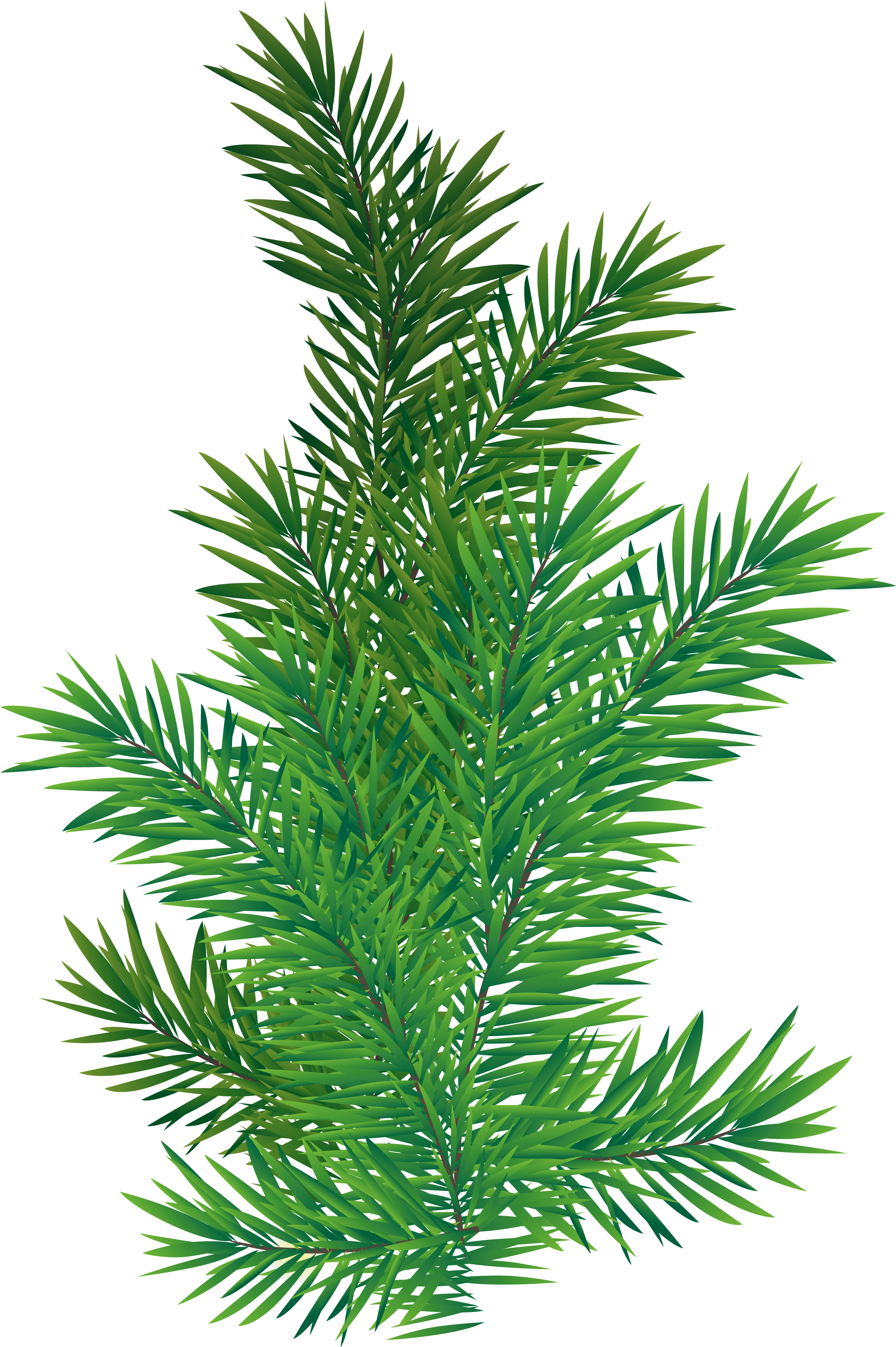 Vibrant Green Pine Branch.png