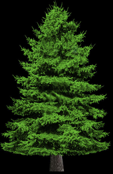 Vibrant Green Pine Tree Isolatedon Black