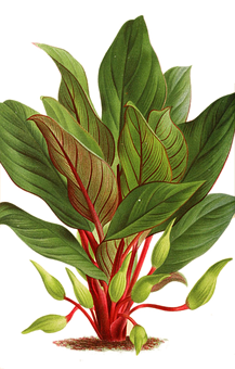 Vibrant Green Plant Illustration