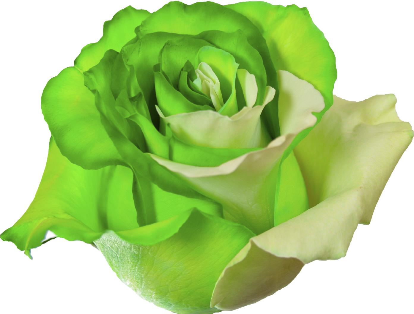 Vibrant Green Rose Isolated.png