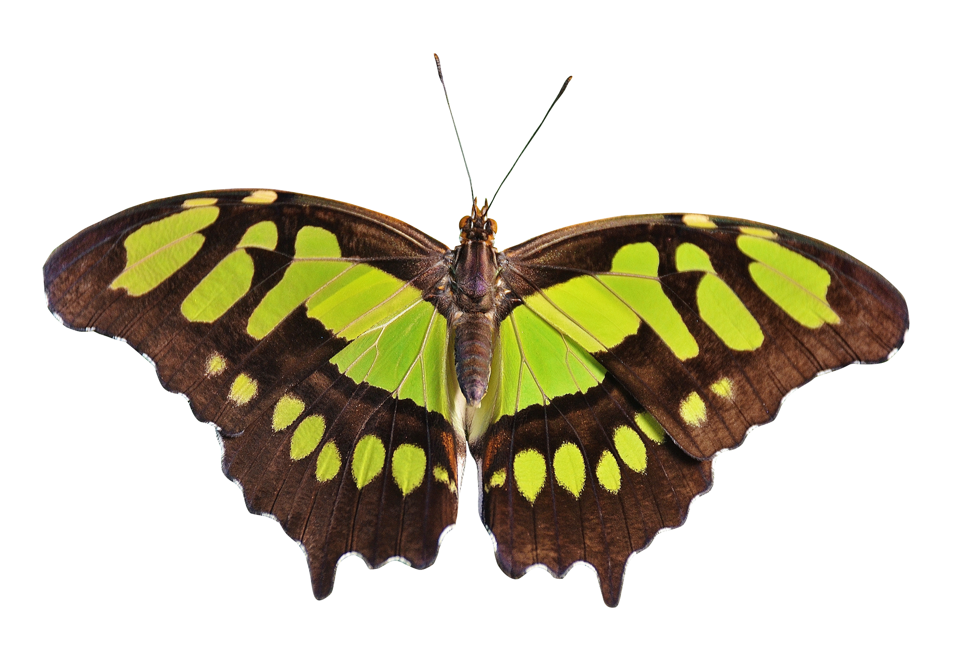 Vibrant Green Spotted Butterfly