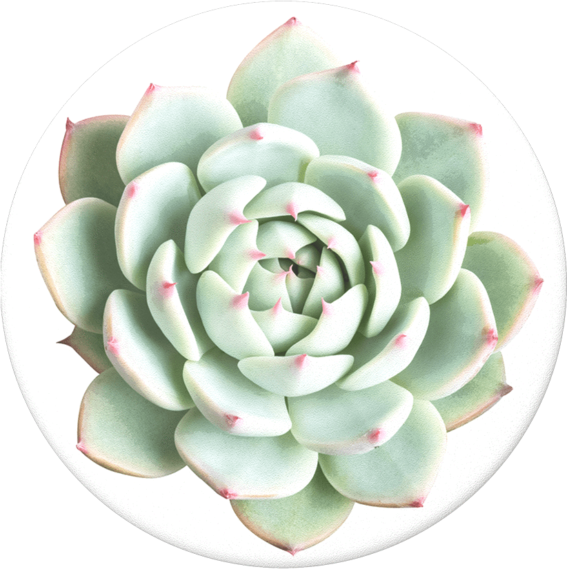 Vibrant Green Succulent Top View