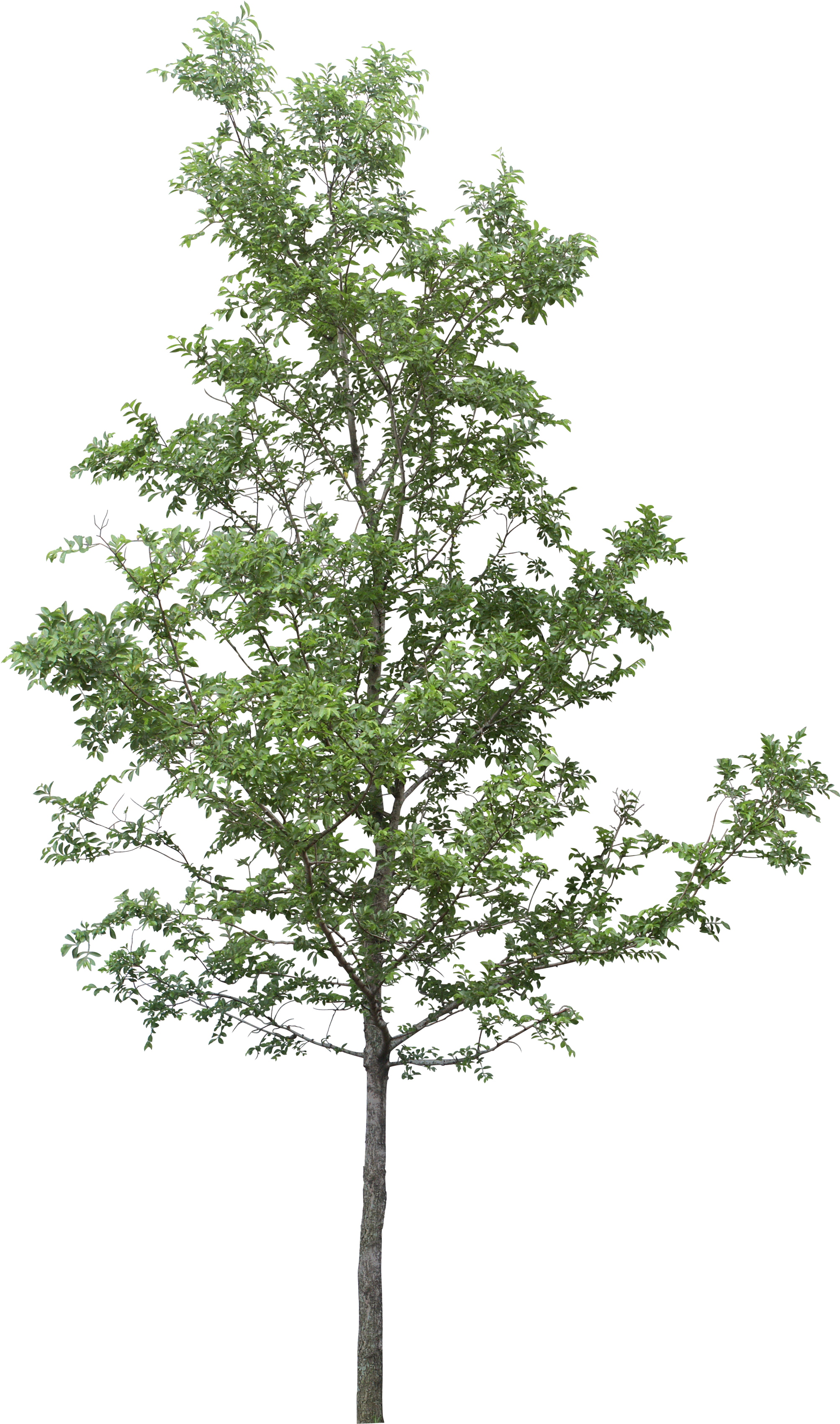 Vibrant Green Tree Against Sky