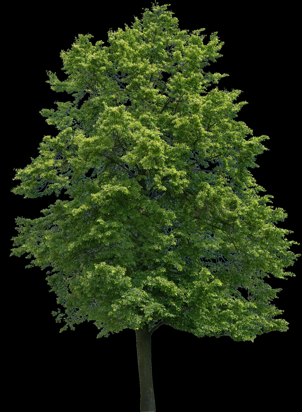 Vibrant Green Treeon Black Background.jpg