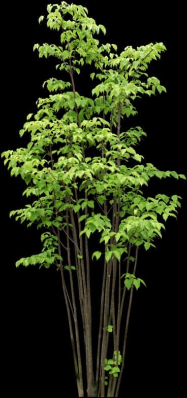 Vibrant Green Young Tree Black Background.jpg