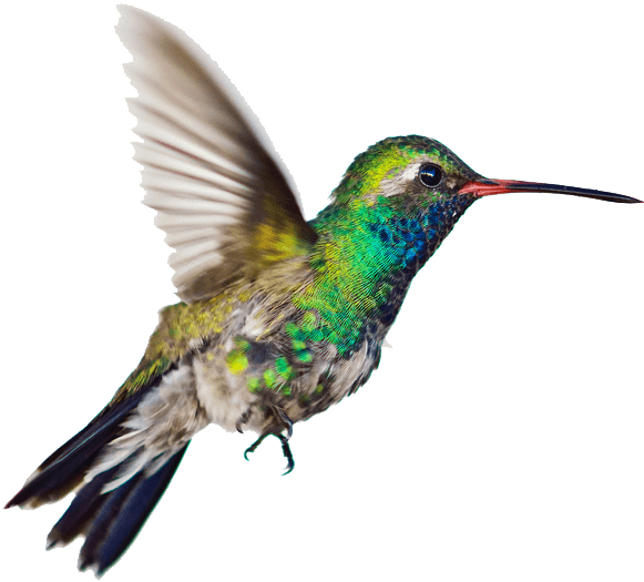 Vibrant Hummingbird In Flight.png