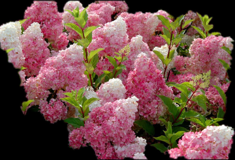 Vibrant Hydrangea Bush