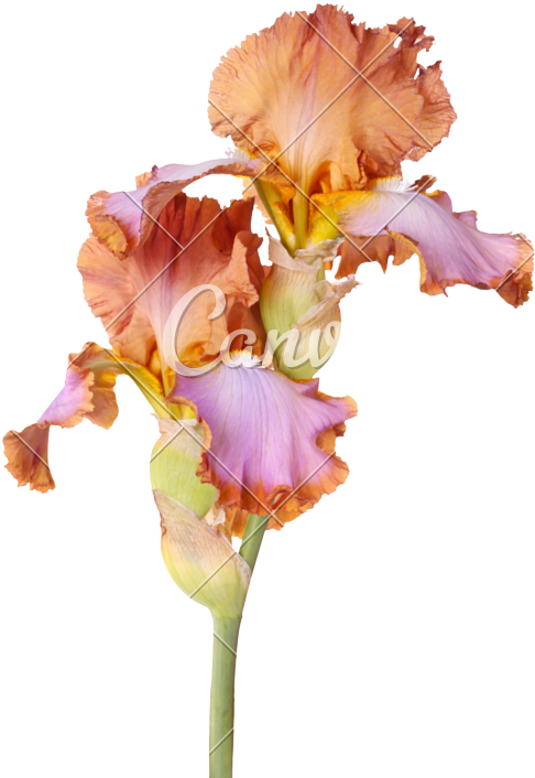 Vibrant Iris Flower