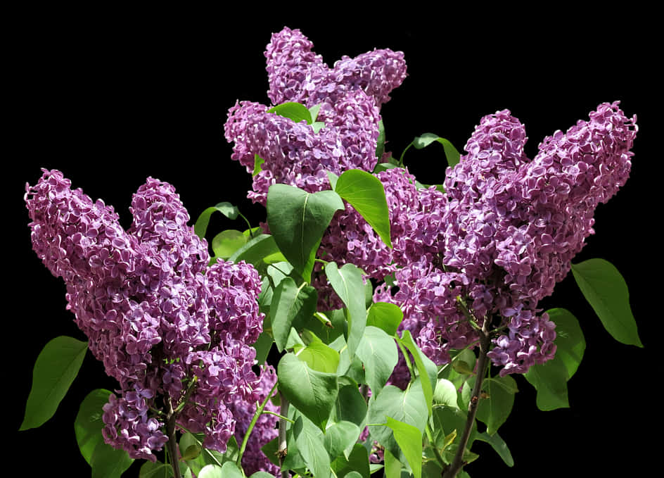 Vibrant Lilac Bush Blooms