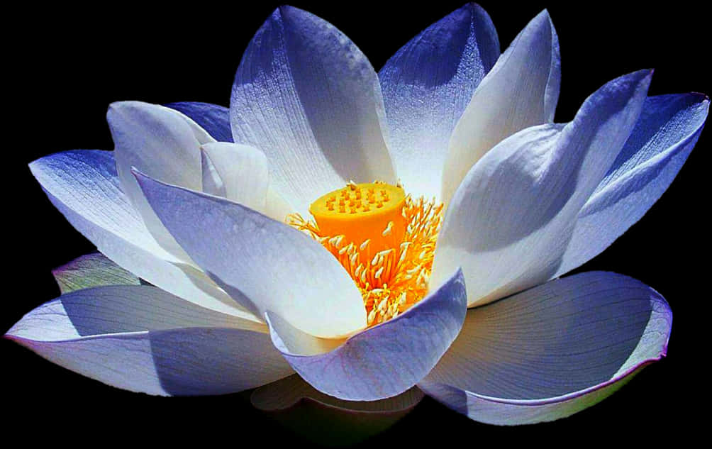 Vibrant Lotus Bloom