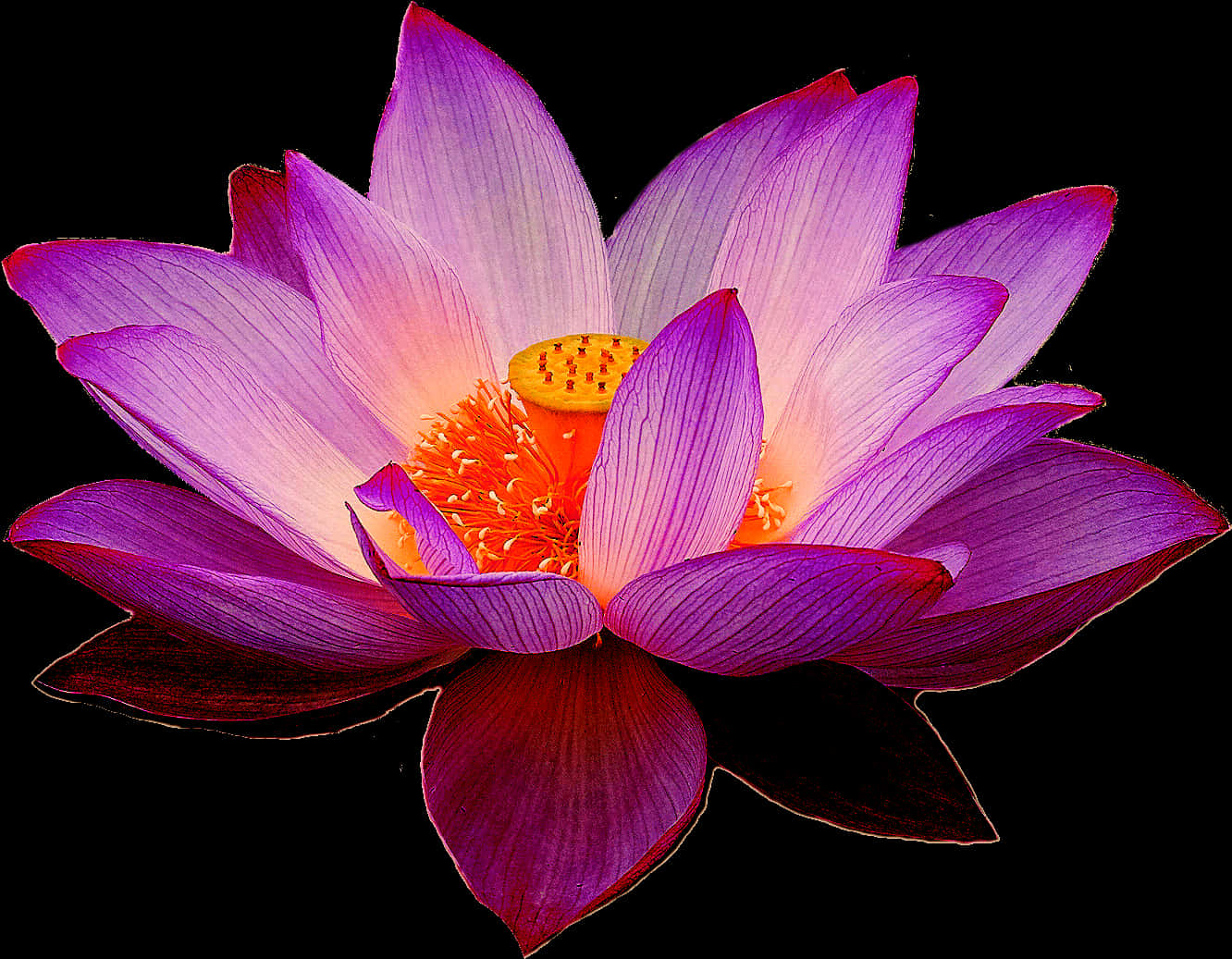 Vibrant Lotus Flower