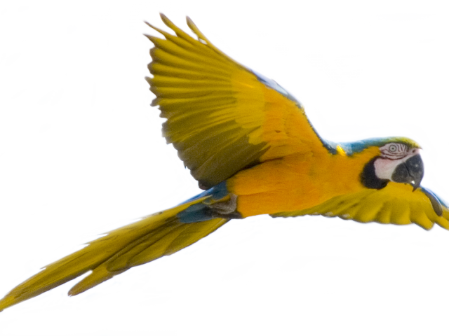 Vibrant_ Macaw_ In_ Flight.png