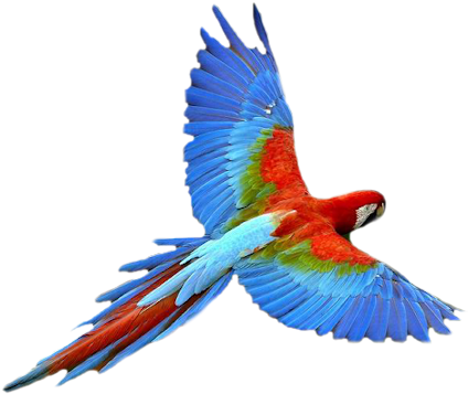 Vibrant_ Macaw_ In_ Flight.png