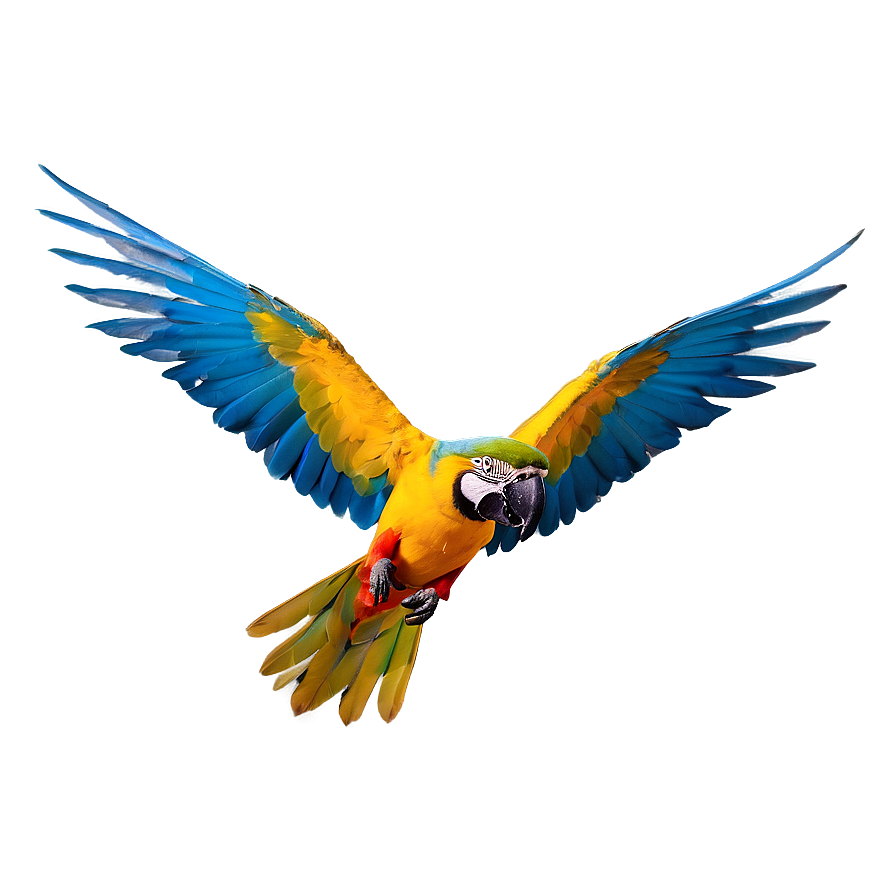 Vibrant Macaw In Flight Png Iqv44