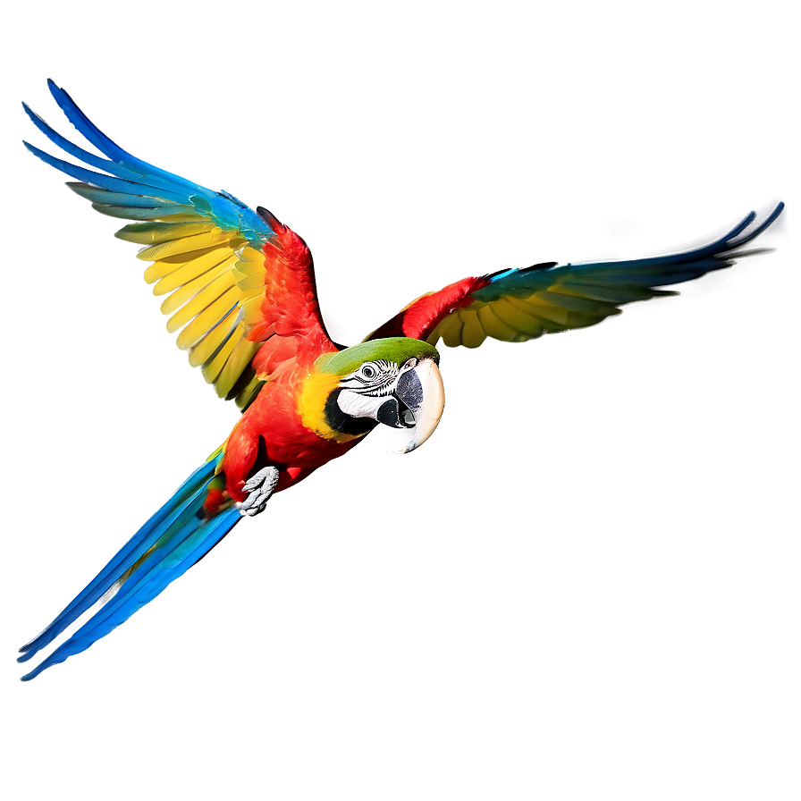 Vibrant Macaw In Flight Png Xmk