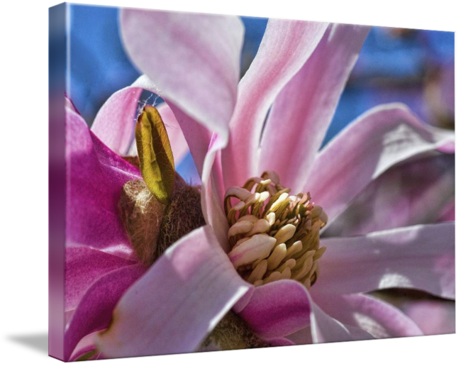 Vibrant Magnolia Bloom Closeup