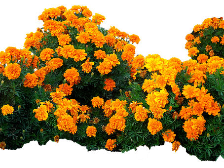 Vibrant_ Marigold_ Blooms