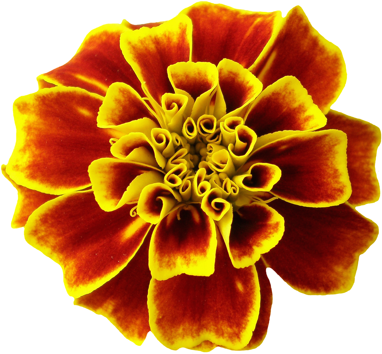 Vibrant Marigold Flower.png