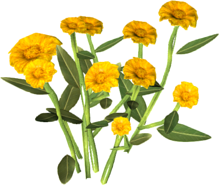 Vibrant Marigold Flowers