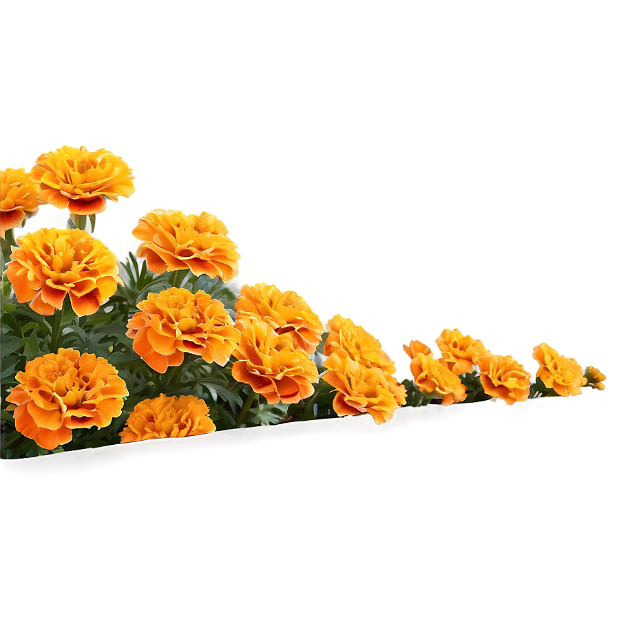 Vibrant Marigolds Garden Png 46