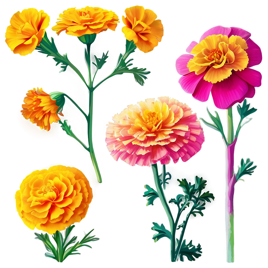 Vibrant Marigolds Garden Png Ssg