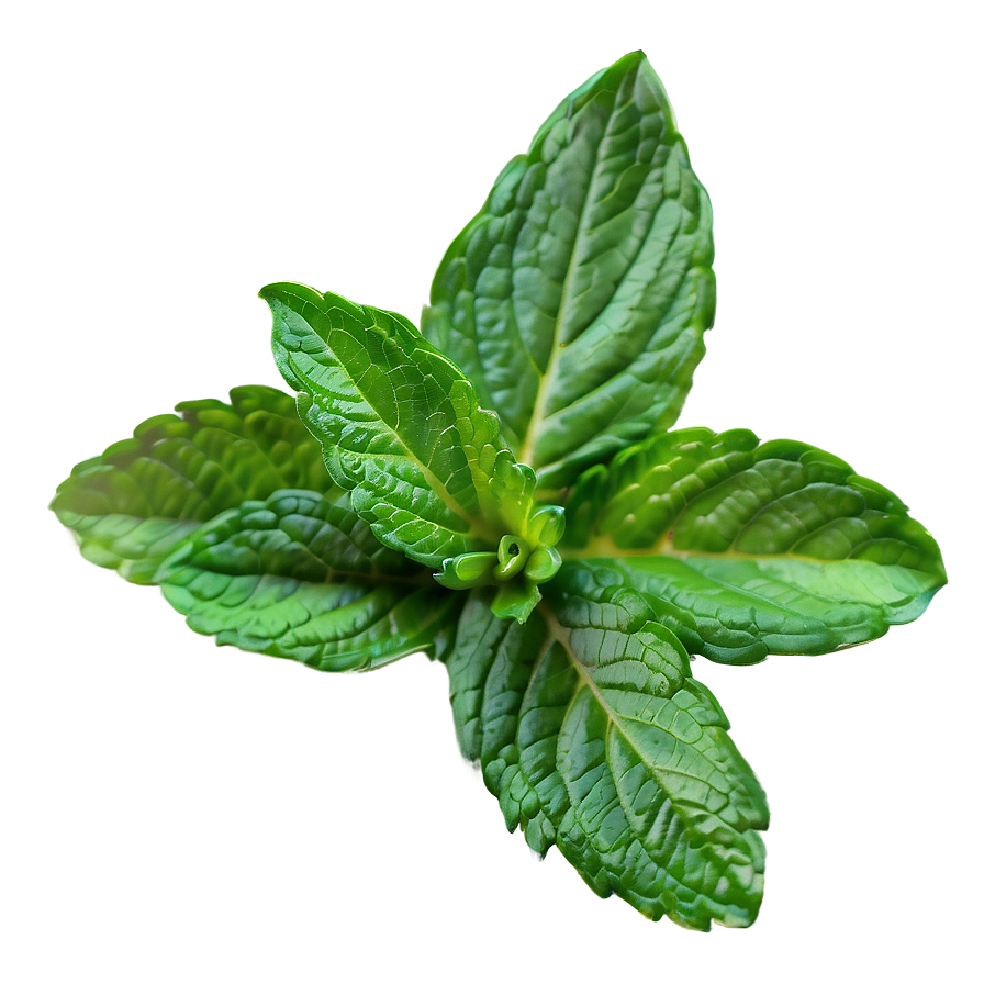 Vibrant Mint Leaves Png Iks