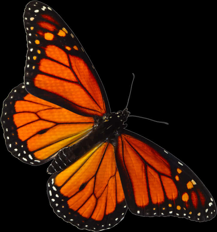Vibrant Monarch Butterfly Transparent Background
