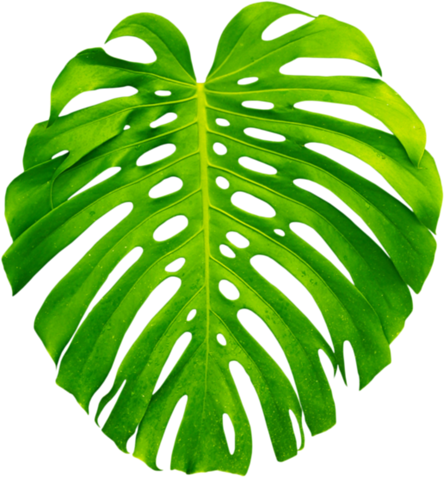 Vibrant Monstera Leaf