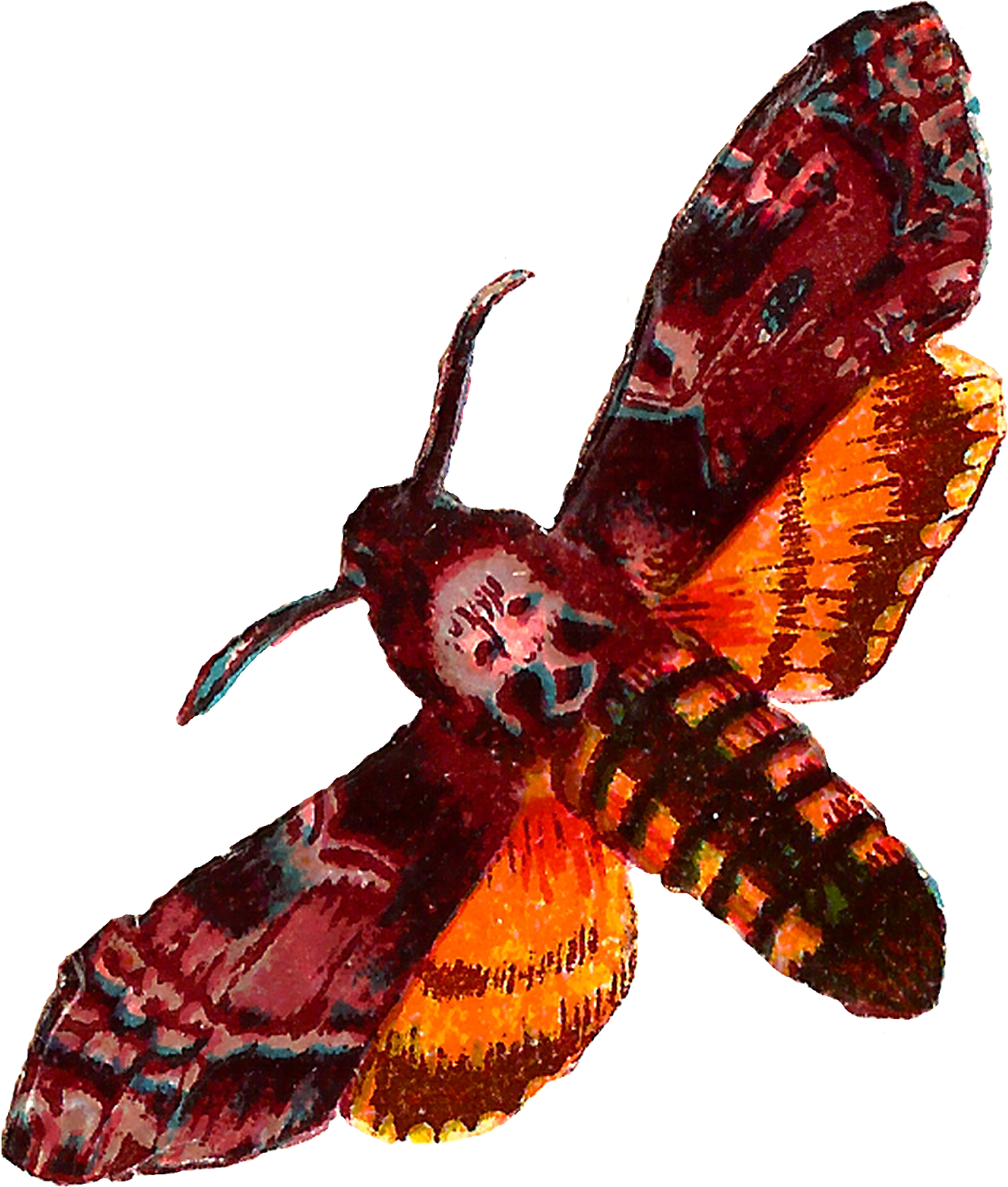 Vibrant_ Moth_ Illustration.png