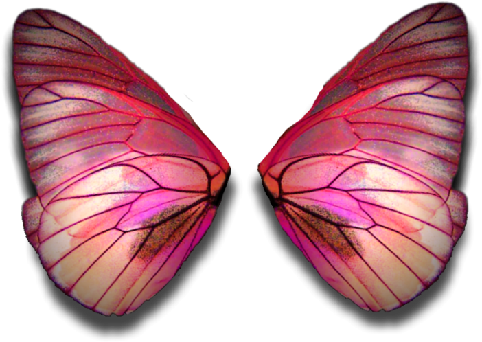 Vibrant Moth Wings