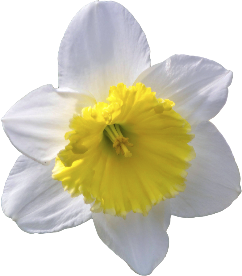 Vibrant Narcissus Flower