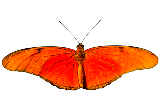 Vibrant Orange Butterfly Black Background