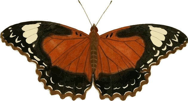 Vibrant_ Orange_ Butterfly_ Black_ Background