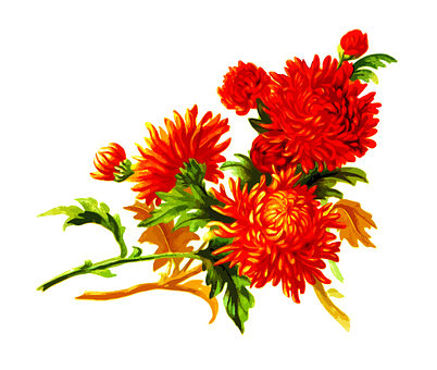 Vibrant_ Orange_ Chrisantemum_ Floral_ Artwork