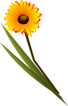 Vibrant Orange Daisy Graphic