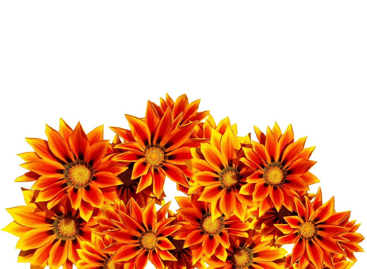 Vibrant Orange Flowers Black Background