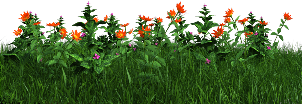 Vibrant Orange Flowersin Grass