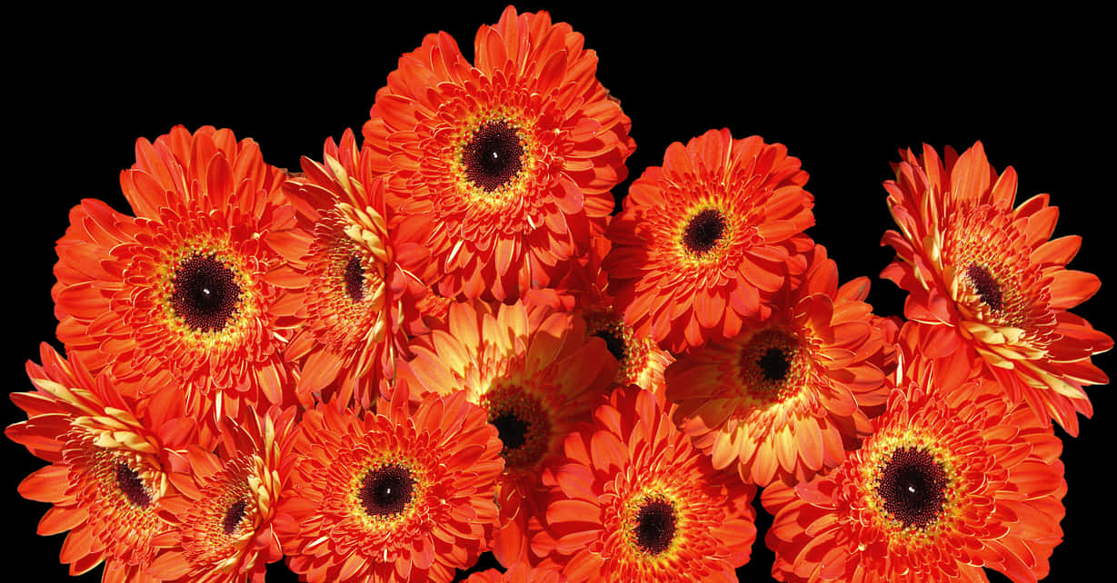 Vibrant Orange Gerbera Daisies Black Background